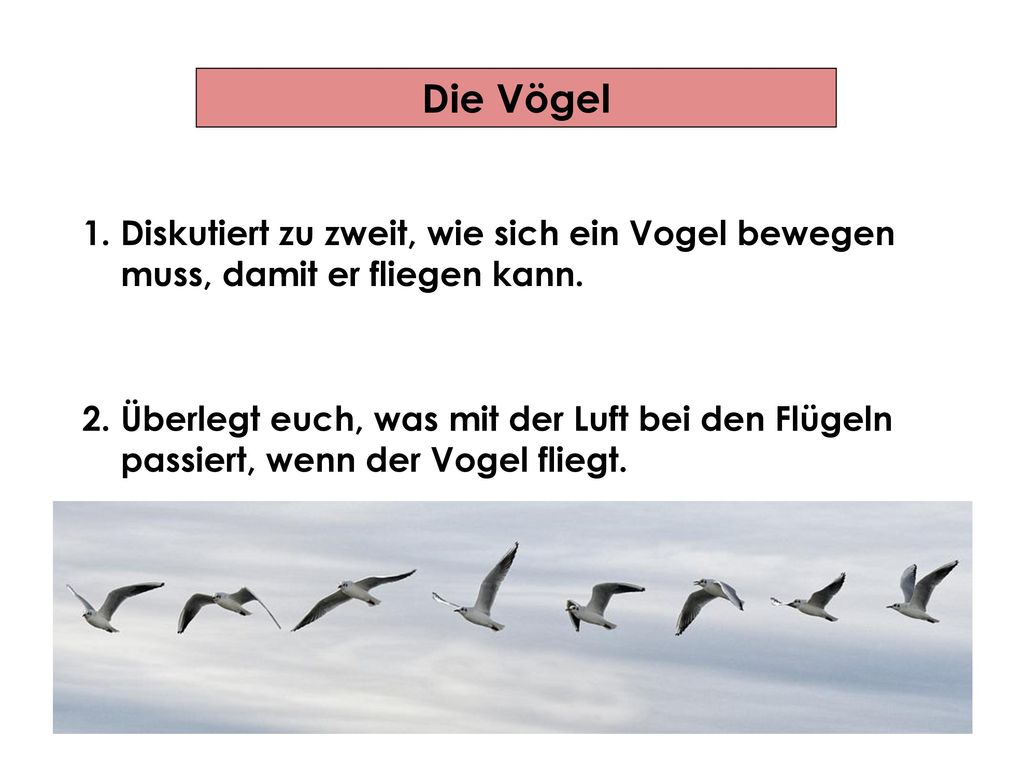 Die Vögel 1. Diskutiert zu zweit, wie sich ein Vogel bewegen
