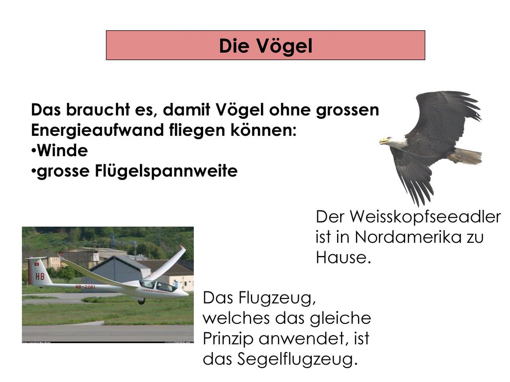 Die Vögel Das braucht es, damit Vögel ohne grossen Energieaufwand fliegen können: Winde. grosse Flügelspannweite.