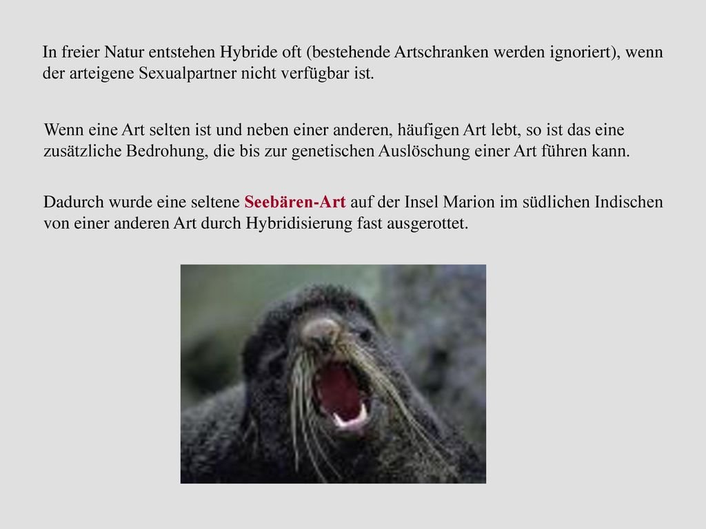 In freier Natur entstehen Hybride oft (bestehende Artschranken werden ignoriert), wenn der arteigene Sexualpartner nicht verfügbar ist.