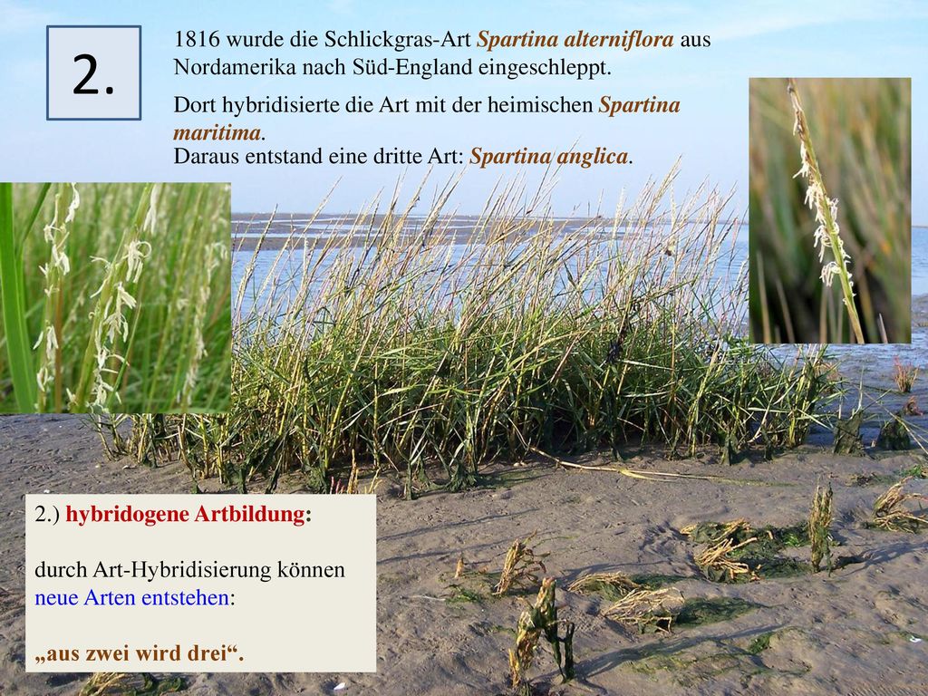 1816 wurde die Schlickgras-Art Spartina alterniflora aus Nordamerika nach Süd-England eingeschleppt.