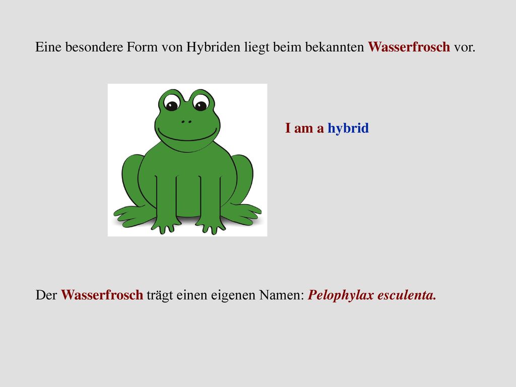 Eine besondere Form von Hybriden liegt beim bekannten Wasserfrosch vor.