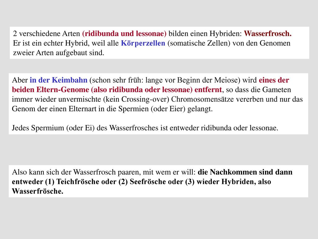 2 verschiedene Arten (ridibunda und lessonae) bilden einen Hybriden: Wasserfrosch.