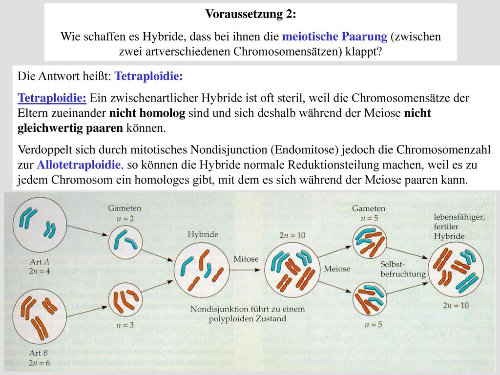 Voraussetzung 2: Wie schaffen es Hybride, dass bei ihnen die meiotische Paarung (zwischen zwei artverschiedenen Chromosomensätzen) klappt
