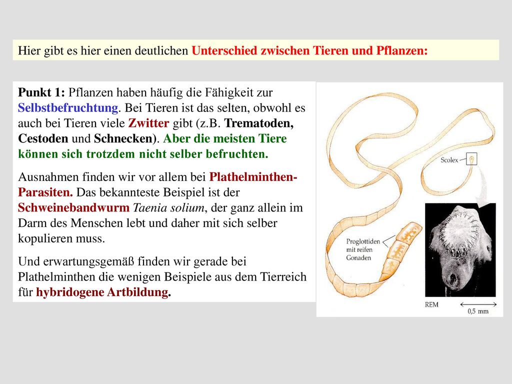 Hier gibt es hier einen deutlichen Unterschied zwischen Tieren und Pflanzen: