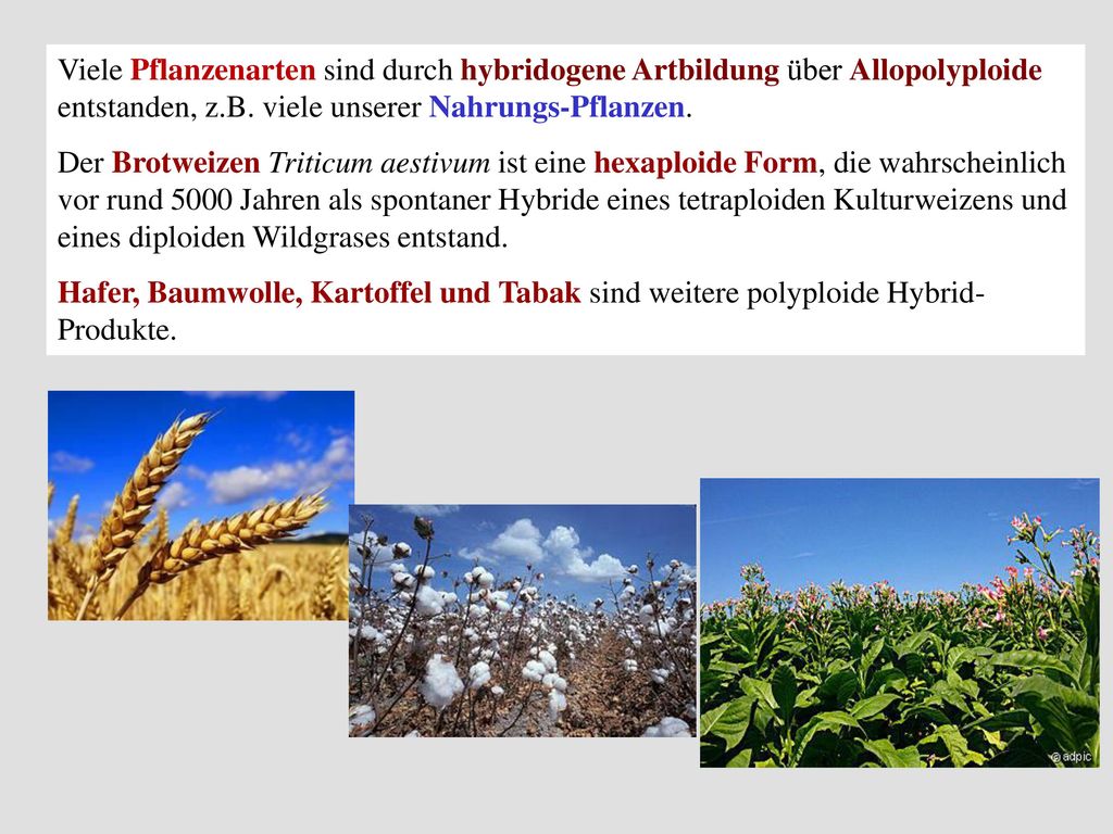 Viele Pflanzenarten sind durch hybridogene Artbildung über Allopolyploide entstanden, z.B. viele unserer Nahrungs-Pflanzen.