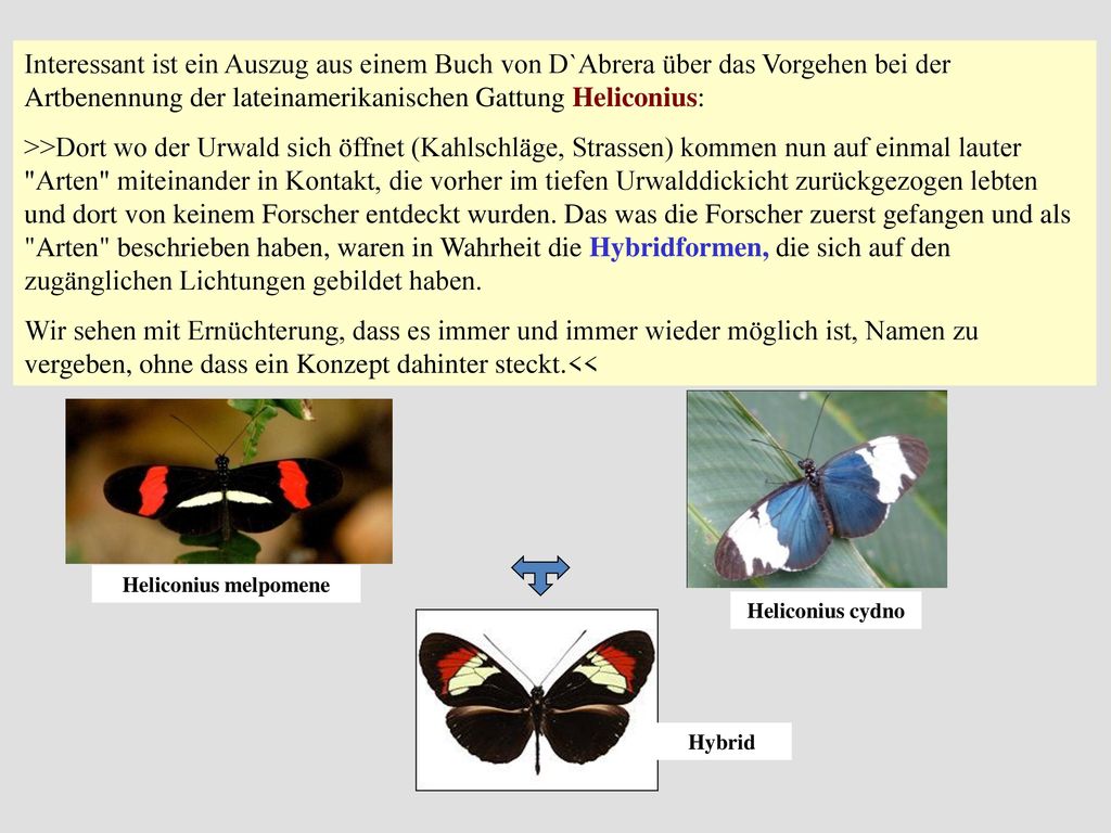 Interessant ist ein Auszug aus einem Buch von D`Abrera über das Vorgehen bei der Artbenennung der lateinamerikanischen Gattung Heliconius: