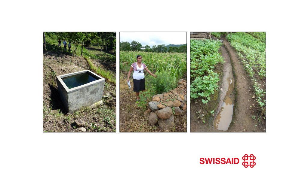 Rainwater harvesting structure ->drip irrigation, contour stone wall, drainage trench