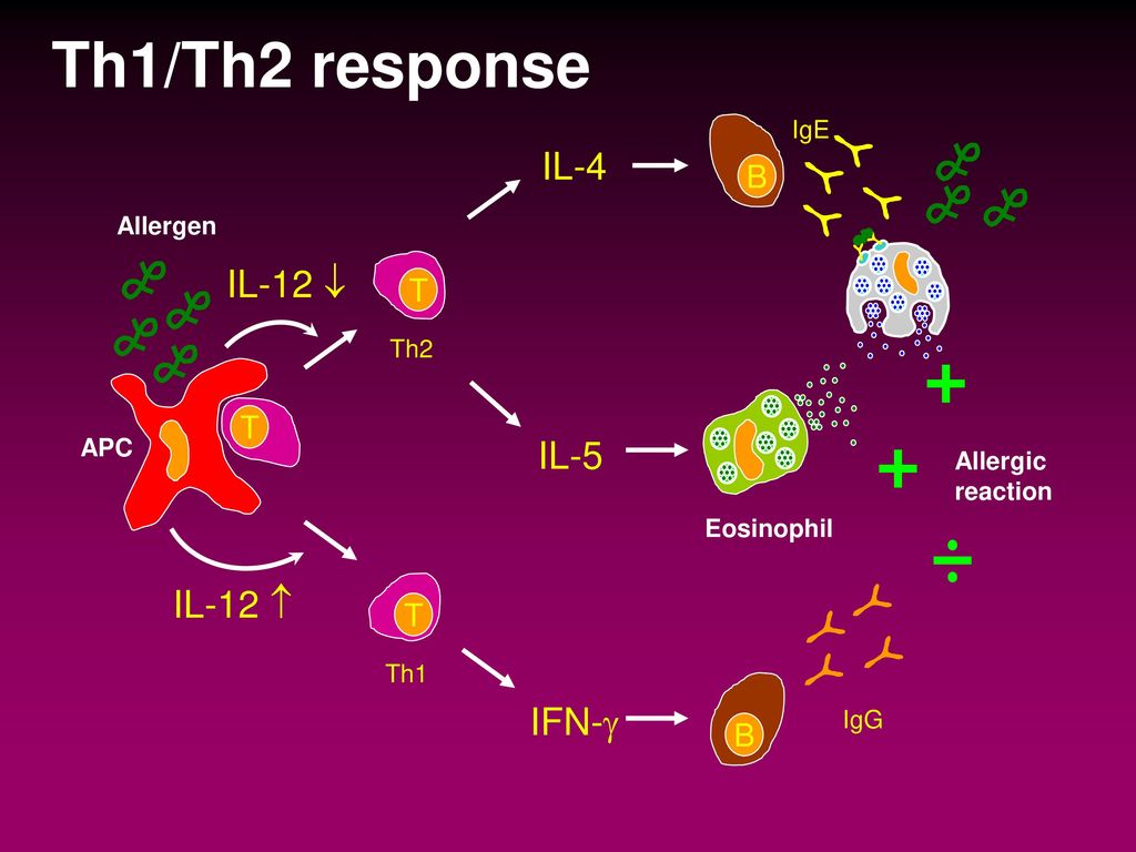 Th1/Th2 response IL-4 IL-12  IL-5 IL-12  IFN- B T T T B IgE