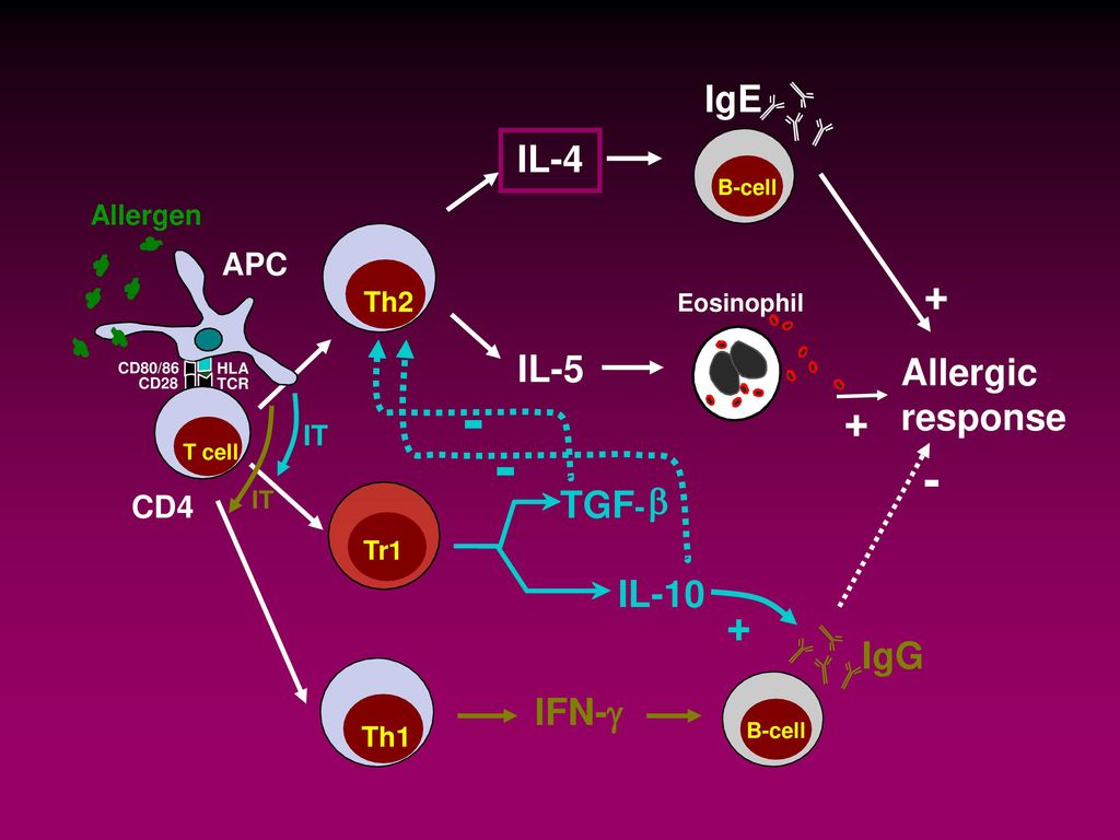 IgE IL-4 IL-5 Allergic response TGF- b IL-10 IgG IFN-g APC