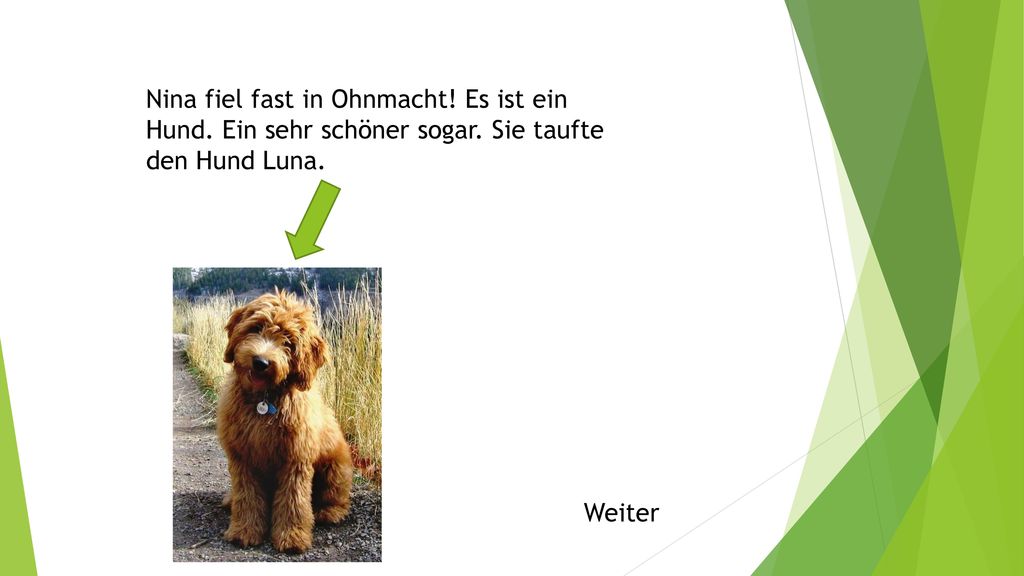 Nina fiel fast in Ohnmacht. Es ist ein Hund. Ein sehr schöner sogar