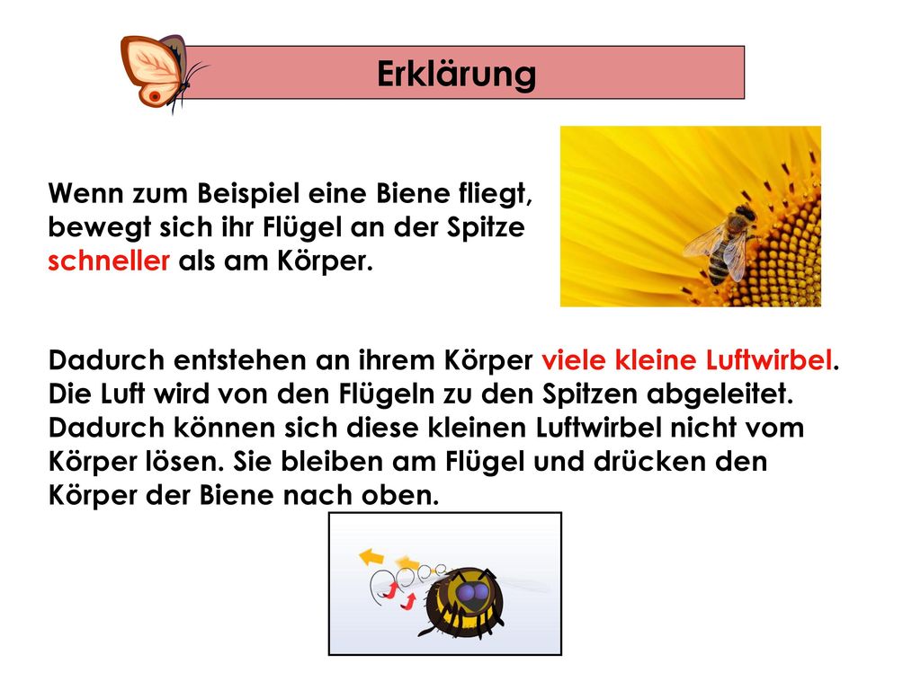 Erklärung Wenn zum Beispiel eine Biene fliegt, bewegt sich ihr Flügel an der Spitze schneller als am Körper.