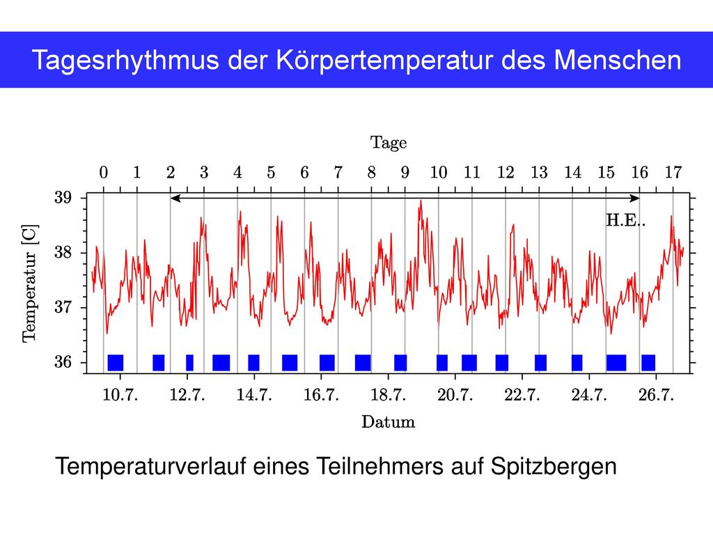 Tagesrhythmus der Körpertemperatur des Menschen