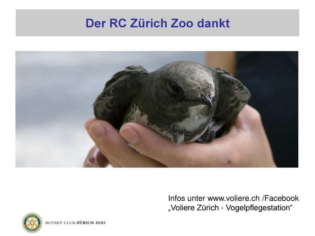 Der RC Zürich Zoo dankt Infos unter   /Facebook „Voliere Zürich - Vogelpflegestation