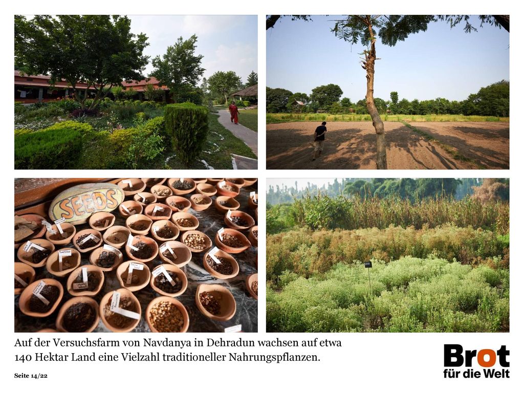 Auf der Versuchsfarm von Navdanya in Dehradun wachsen auf etwa 140 Hektar Land eine Vielzahl traditioneller Nahrungspflanzen.