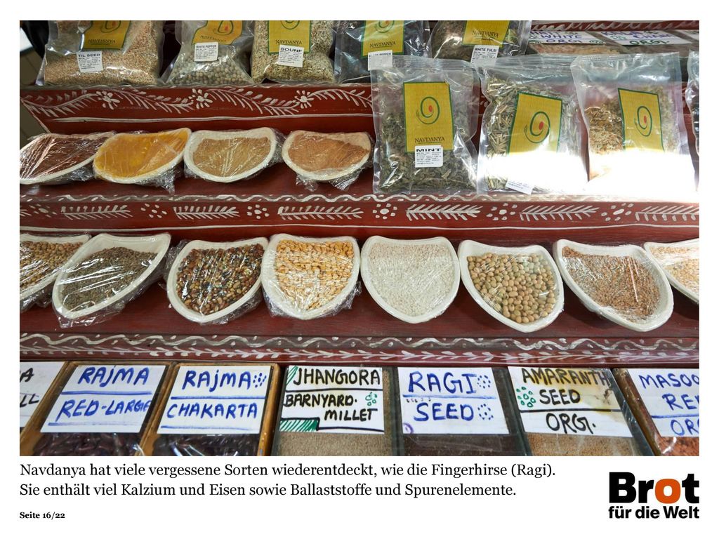 Navdanya hat viele vergessene Sorten wiederentdeckt, wie die Fingerhirse (Ragi).