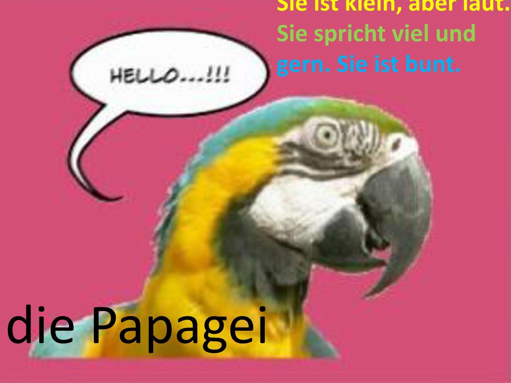 Sie ist klein, aber laut. Sie spricht viel und gern. Sie ist bunt.