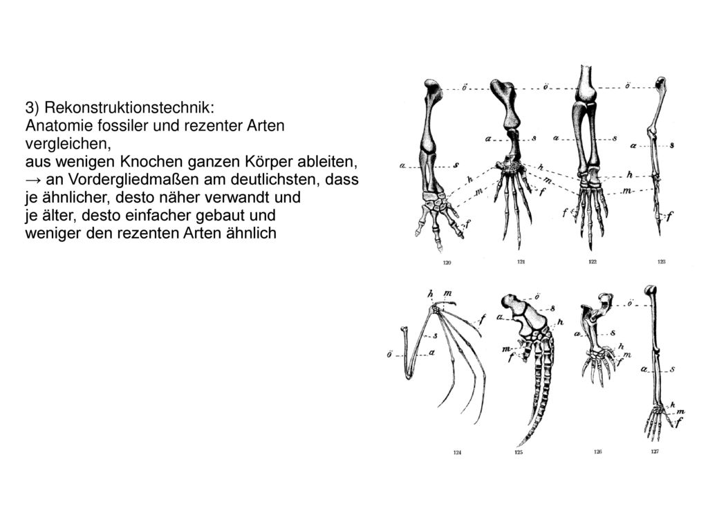 1) 1798: Arbeit Tableau élémentaire de l’histoire naturelle des animaux (Grundlegende Darstellung der naturgemäßen Tiergeschichte): Tierreichunterteilung in vier Klassen nach natürlichen (sichtbaren) Merkmalen: → Vertebrata (Wirbeltiere), Articulata (Gliedertiere), Mollusca (Weichtiere), Radiata (Hohltiere) 2) 1830: Pariser Akademiestreit: Naturgeschichte folgt einheitlichem Bauplan (Geoffroy Saint-Hilaire) vs. mehreren verschiedenen Bauplänen (Cuvier)