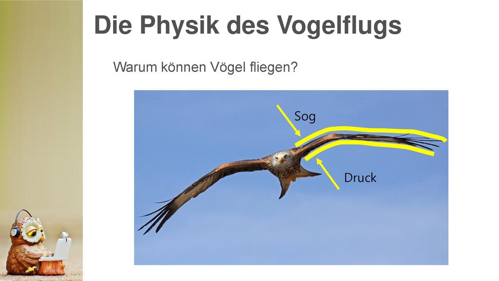 Die Physik des Vogelflugs