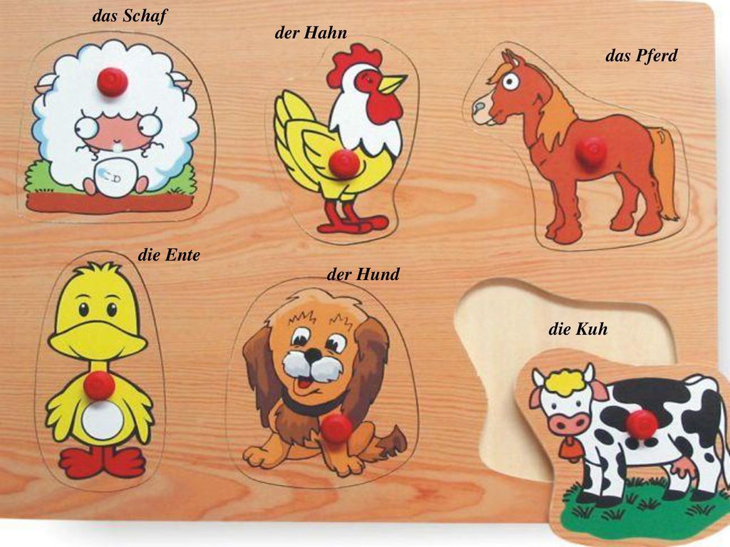 das Schaf der Hahn das Pferd die Ente der Hund die Kuh