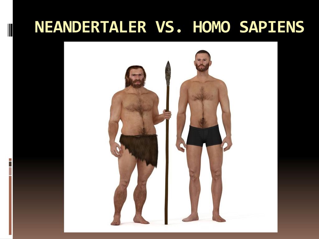 NEANDERTALER VS. HOMO SAPIENS
