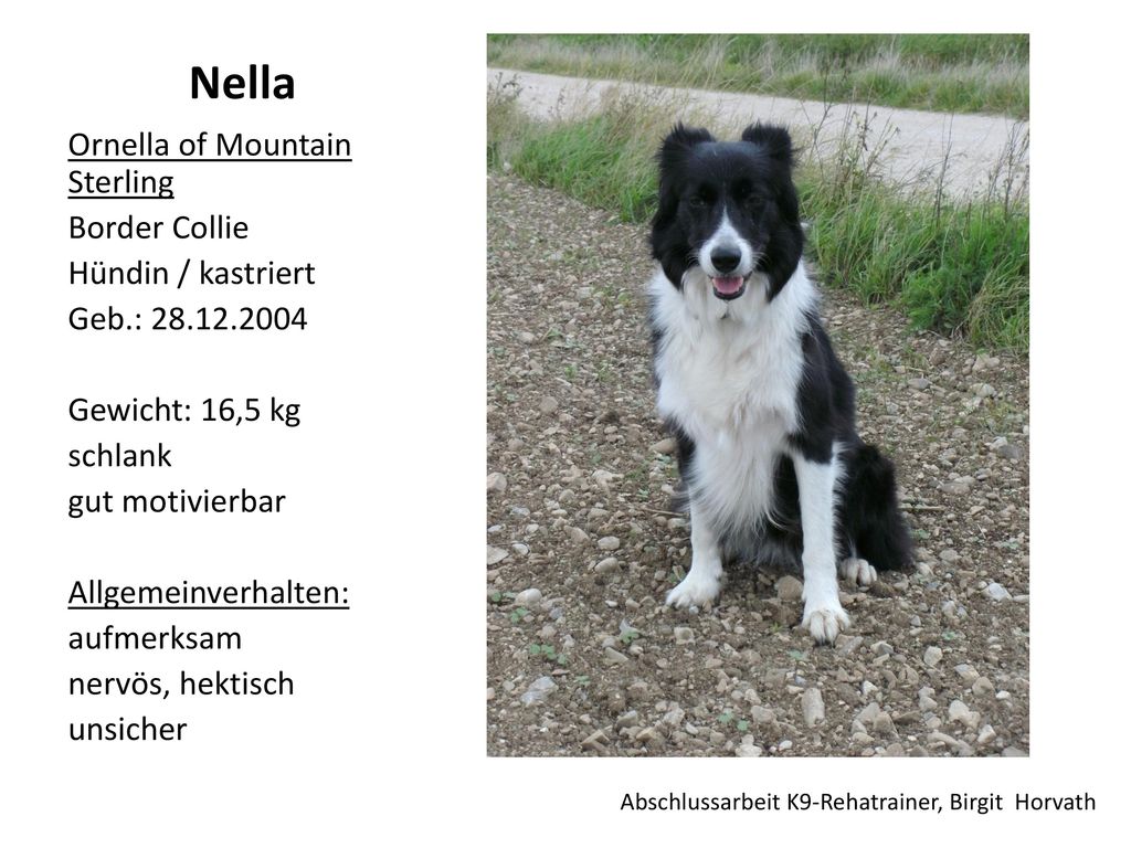 Nella Ornella of Mountain Sterling Border Collie Hündin / kastriert