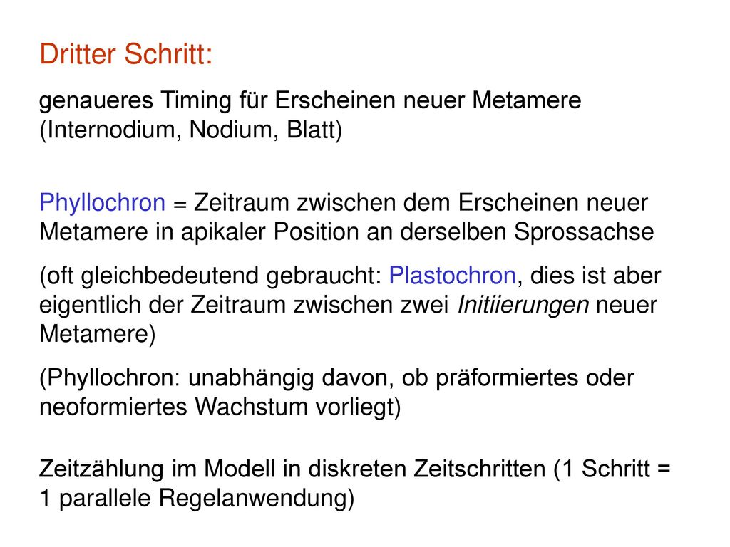 Dritter Schritt: genaueres Timing für Erscheinen neuer Metamere (Internodium, Nodium, Blatt)