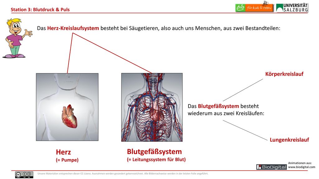 Das Herz-Kreislaufsystem besteht bei Säugetieren, also auch uns Menschen, aus zwei Bestandteilen: