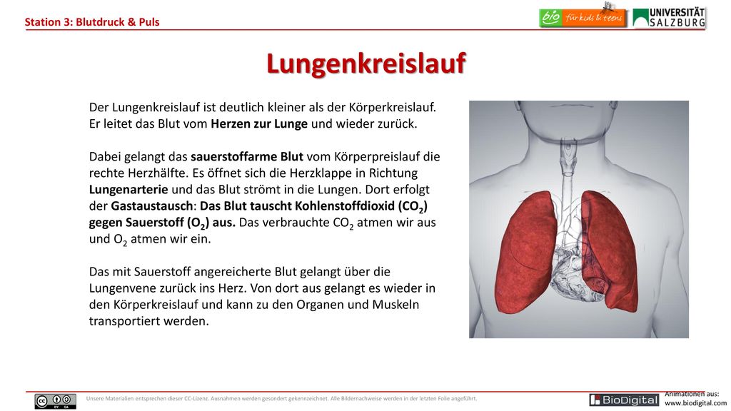 Lungenkreislauf Der Lungenkreislauf ist deutlich kleiner als der Körperkreislauf. Er leitet das Blut vom Herzen zur Lunge und wieder zurück.