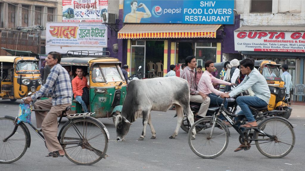 Dicke und magere, einzeln oder als Herde – überall in Indien sieht man Kühe.