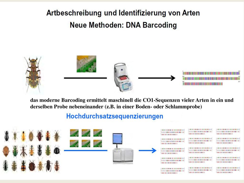 das moderne Barcoding ermittelt maschinell die CO1-Sequenzen vieler Arten in ein und derselben Probe nebeneinander (z.B.