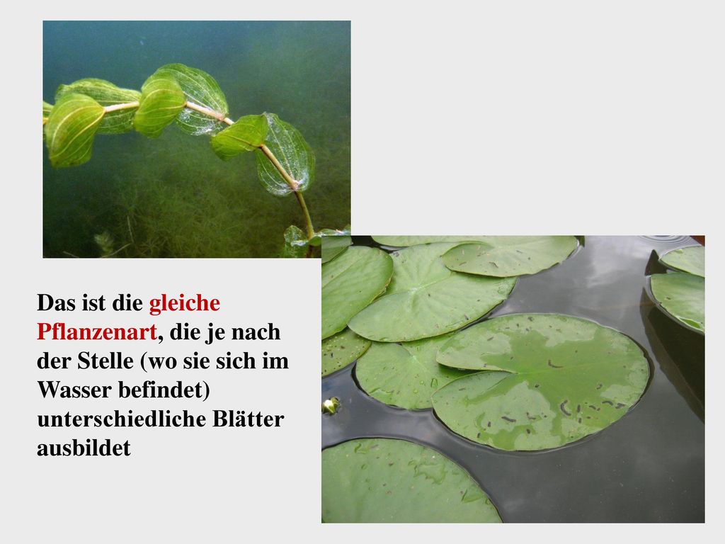 Das ist die gleiche Pflanzenart, die je nach der Stelle (wo sie sich im Wasser befindet) unterschiedliche Blätter ausbildet