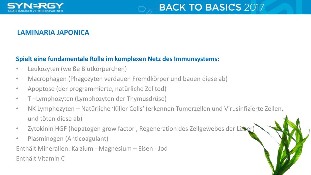 LAMINARIA JAPONICA Spielt eine fundamentale Rolle im komplexen Netz des Immunsystems: Leukozyten (weiße Blutkörperchen)
