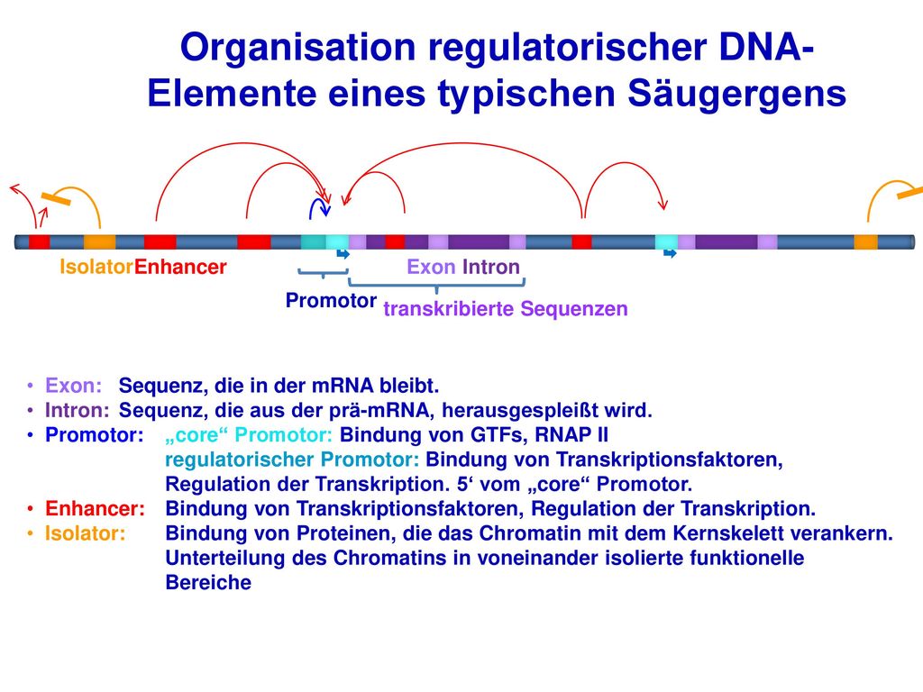 Organisation regulatorischer DNA- Elemente eines typischen Säugergens