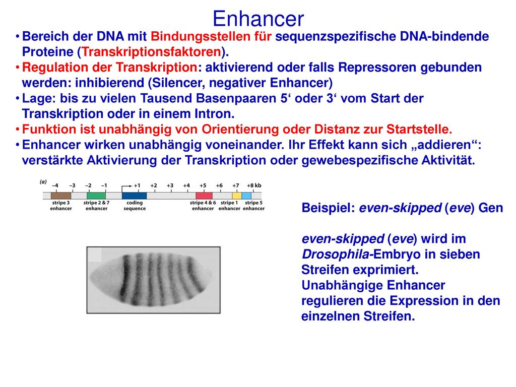 Enhancer Bereich der DNA mit Bindungsstellen für sequenzspezifische DNA-bindende Proteine (Transkriptionsfaktoren).