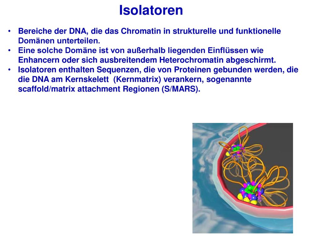 Isolatoren Bereiche der DNA, die das Chromatin in strukturelle und funktionelle Domänen unterteilen.