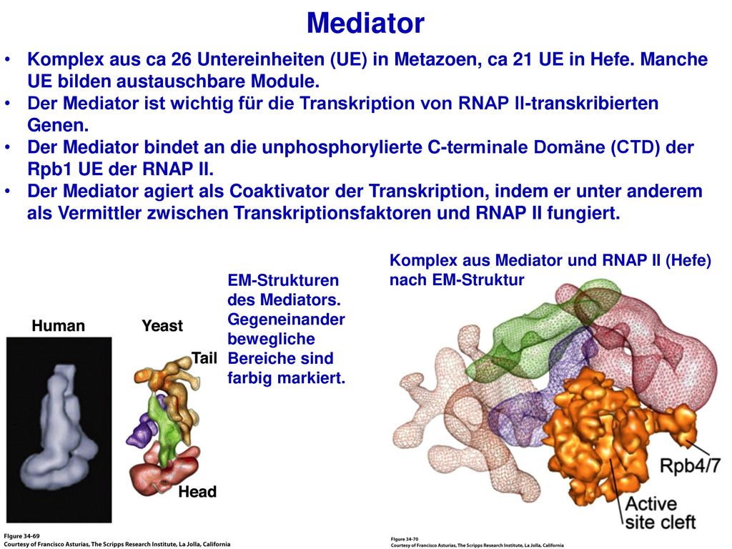Mediator Komplex aus ca 26 Untereinheiten (UE) in Metazoen, ca 21 UE in Hefe. Manche UE bilden austauschbare Module.