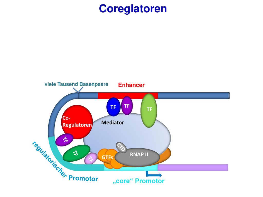 Coreglatoren regulatorischer Promotor „core Promotor Enhancer TF TF