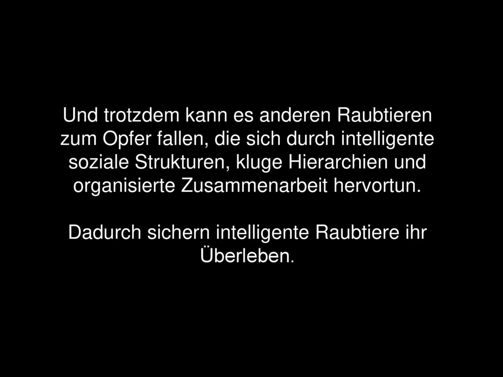 Und trotzdem kann es anderen Raubtieren zum Opfer fallen, die sich durch intelligente soziale Strukturen, kluge Hierarchien und organisierte Zusammenarbeit hervortun.