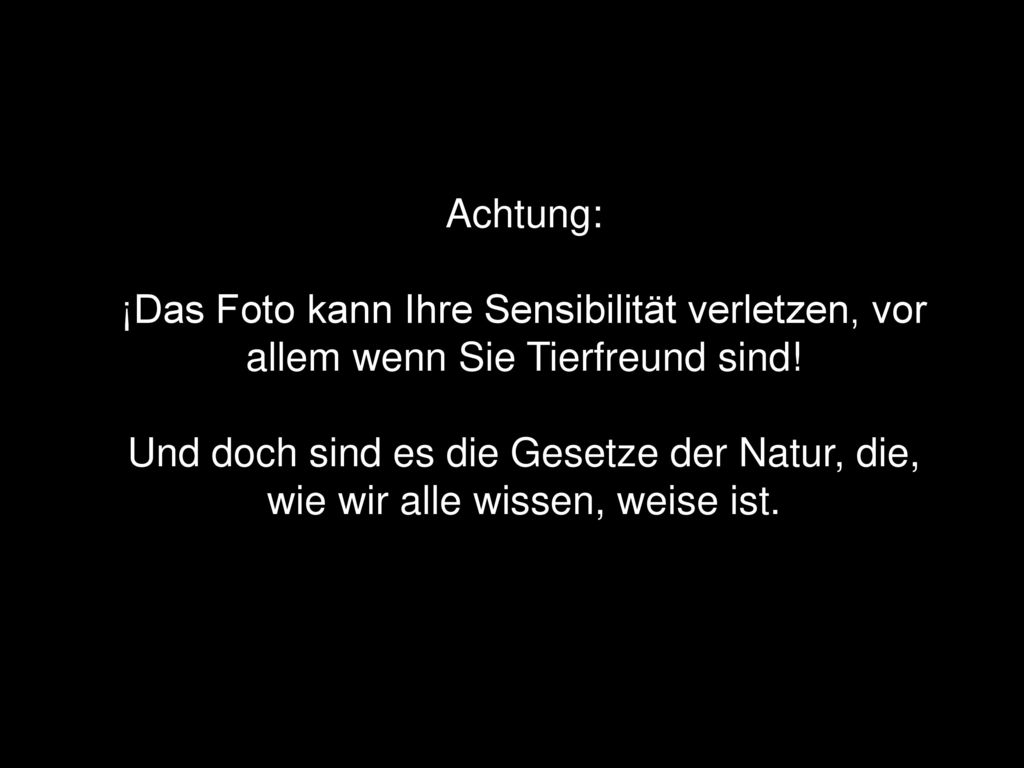 Achtung: ¡Das Foto kann Ihre Sensibilität verletzen, vor allem wenn Sie Tierfreund sind.