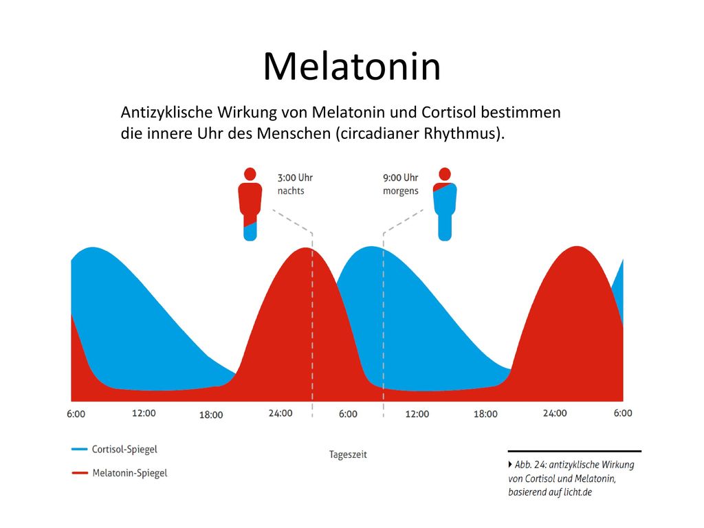 Melatonin Antizyklische Wirkung von Melatonin und Cortisol bestimmen die innere Uhr des Menschen (circadianer Rhythmus).