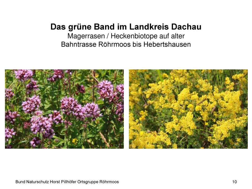 Das grüne Band im Landkreis Dachau Magerrasen / Heckenbiotope auf alter Bahntrasse Röhrmoos bis Hebertshausen