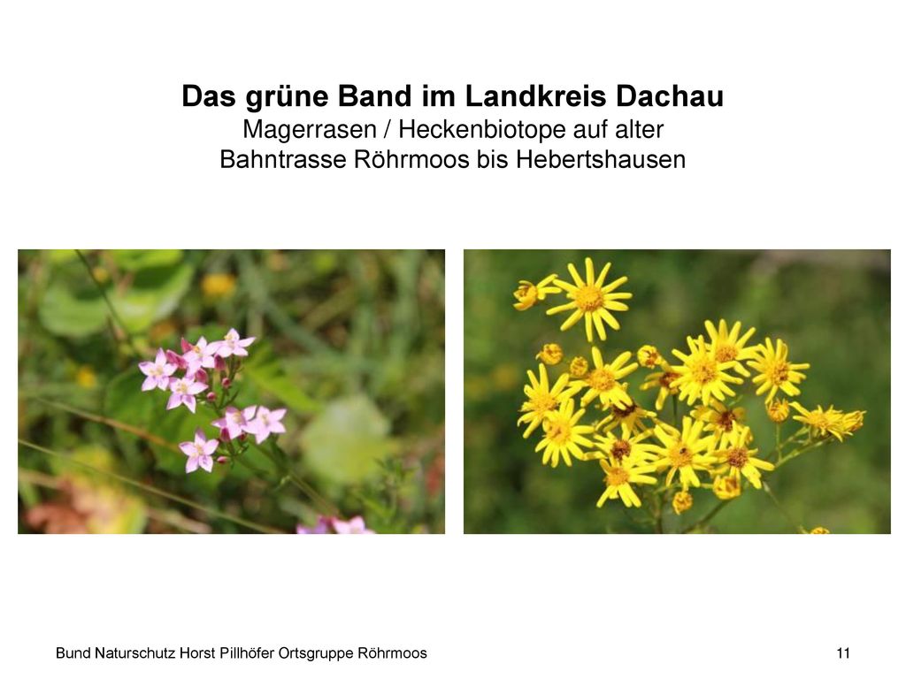 Das grüne Band im Landkreis Dachau Magerrasen / Heckenbiotope auf alter Bahntrasse Röhrmoos bis Hebertshausen