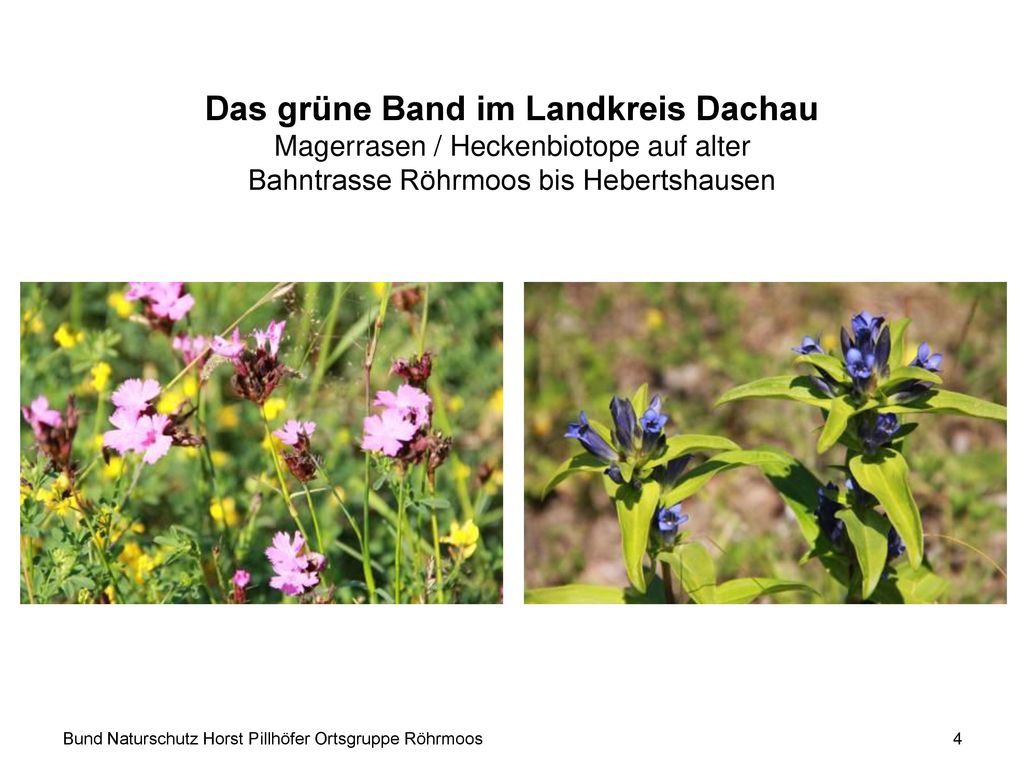 Das grüne Band im Landkreis Dachau Magerrasen / Heckenbiotope auf alter Bahntrasse Röhrmoos bis Hebertshausen