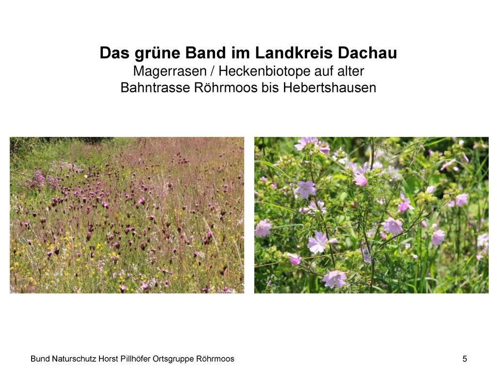 Das grüne Band im Landkreis Dachau Magerrasen / Heckenbiotope auf alter Bahntrasse Röhrmoos bis Hebertshausen