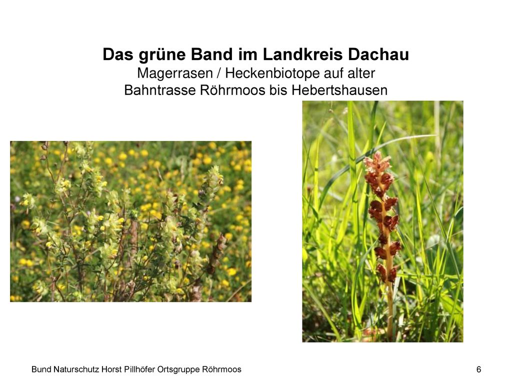 Das grüne Band im Landkreis Dachau Magerrasen / Heckenbiotope auf alter Bahntrasse Röhrmoos bis Hebertshausen