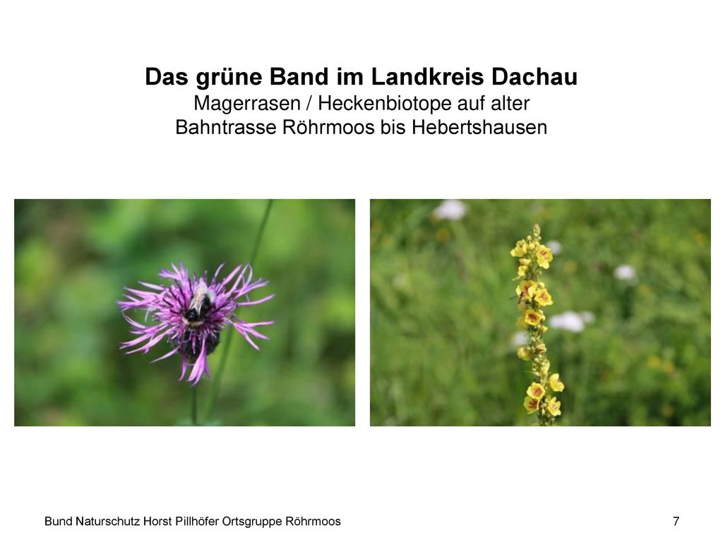 Das grüne Band im Landkreis Dachau Magerrasen / Heckenbiotope auf alter Bahntrasse Röhrmoos bis Hebertshausen