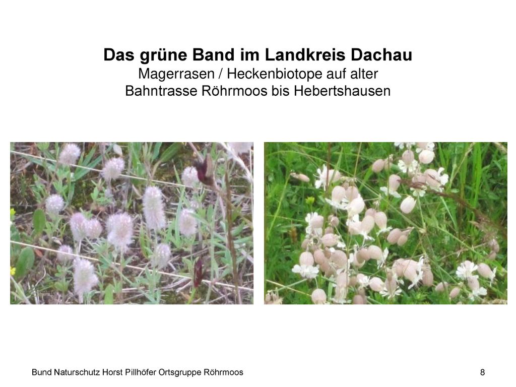 Das grüne Band im Landkreis Dachau Magerrasen / Heckenbiotope auf alter Bahntrasse Röhrmoos bis Hebertshausen