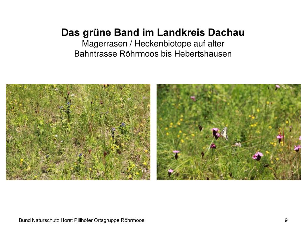 Das grüne Band im Landkreis Dachau Magerrasen / Heckenbiotope auf alter Bahntrasse Röhrmoos bis Hebertshausen