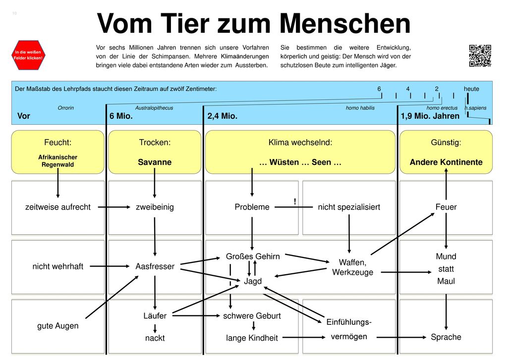 Vom Tier zum Menschen Vor 6 Mio. 2,4 Mio. 1,9 Mio. Jahren Feucht: