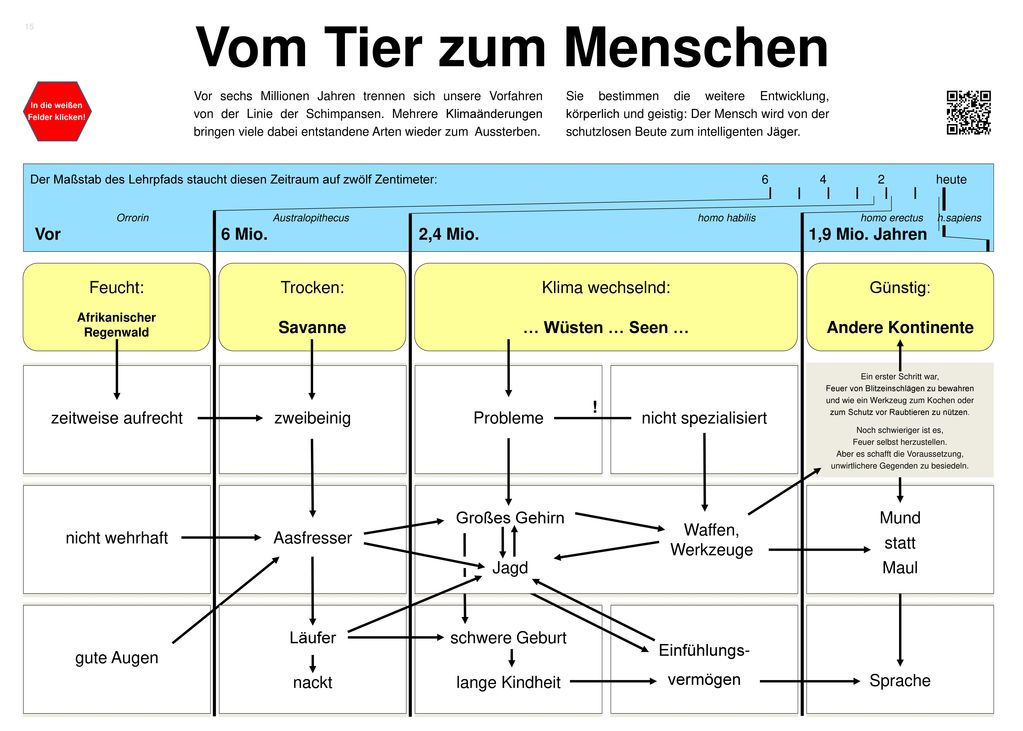 Vom Tier zum Menschen Vor 6 Mio. 2,4 Mio. 1,9 Mio. Jahren Feucht: